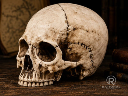YTC 7" Collectible Human Skull - Cold Cast Resin